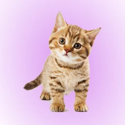 Icône de Soundboard Cat